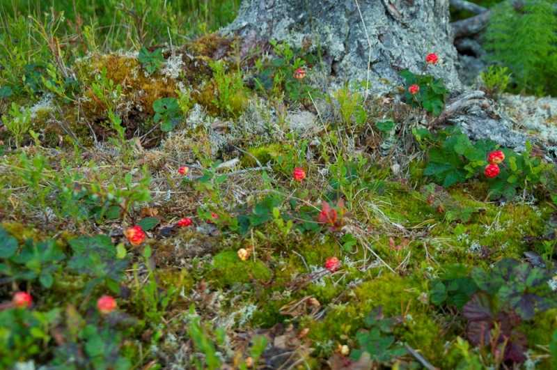 łowienie w skandynawii